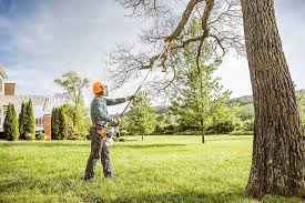 How Our Tree Care Process Works  in  Cranston, RI