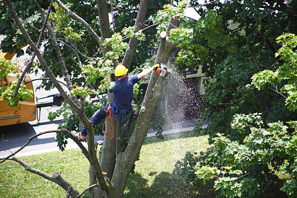 Grass Overseeding in Cranston, RI